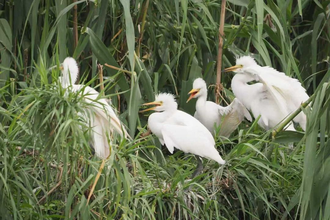 常熟沙家浜芦荡水韵漫心府