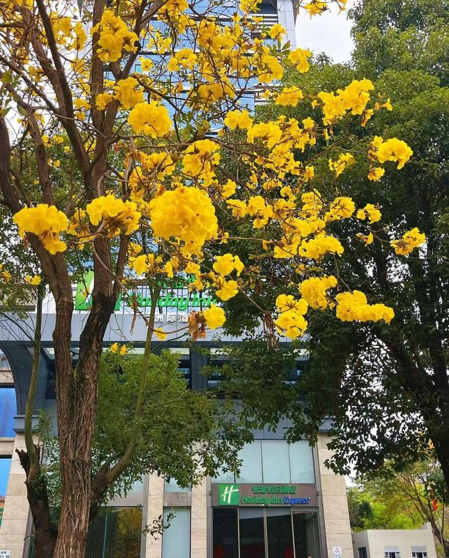 深圳南山智选假日酒店