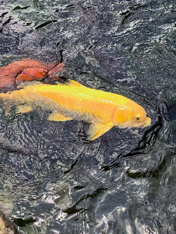 洲至奢选千岛湖燕山度假酒店