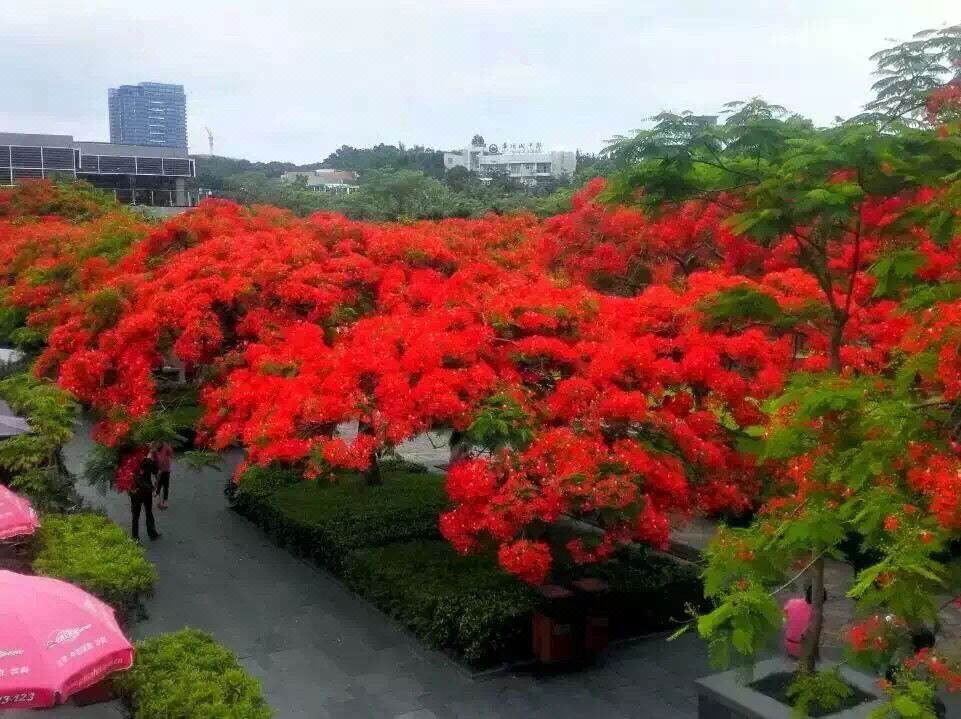 鸿波酒店(深圳华侨城店)
